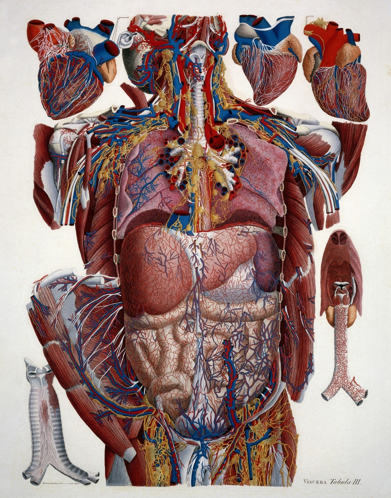 Human Anatomy Fine Art Print - Mascagni Illustration c.1820s by Science Source