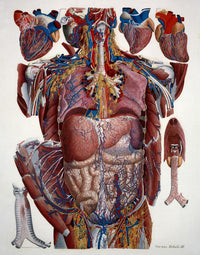 Human Anatomy Fine Art Print - Mascagni Illustration c.1820s by Science Source