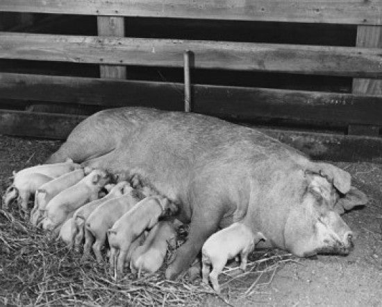 Sow Feeding Its Piglets Fine Art Print | Posterazzi