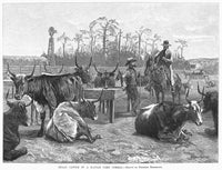 Kansas Longhorn Cattle Fine Art Print - Engraving After Remington