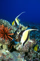 Hawaiian Reef Scene Fine Art Print - Moorish Idol & Sea Urchin