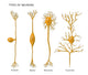 4 Types of Neurons Illustration Fine Art Print by Monica Schroeder