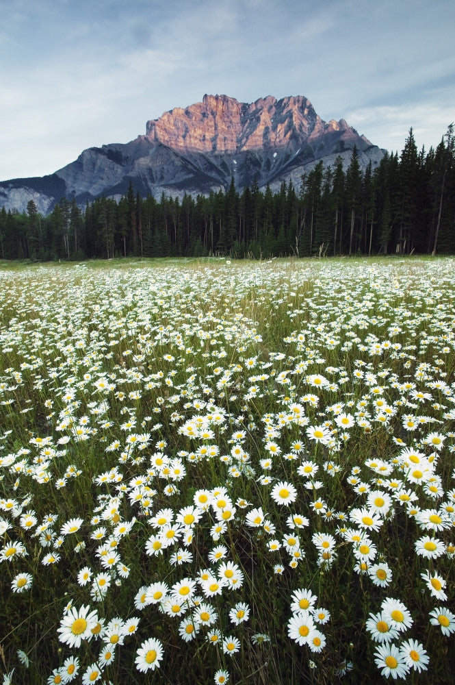 Ox-Eyed Daisies Fine Art Print - Cascade Mountain, Banff National Park