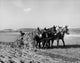 Team of Horses Plowing a Field Fine Art Print