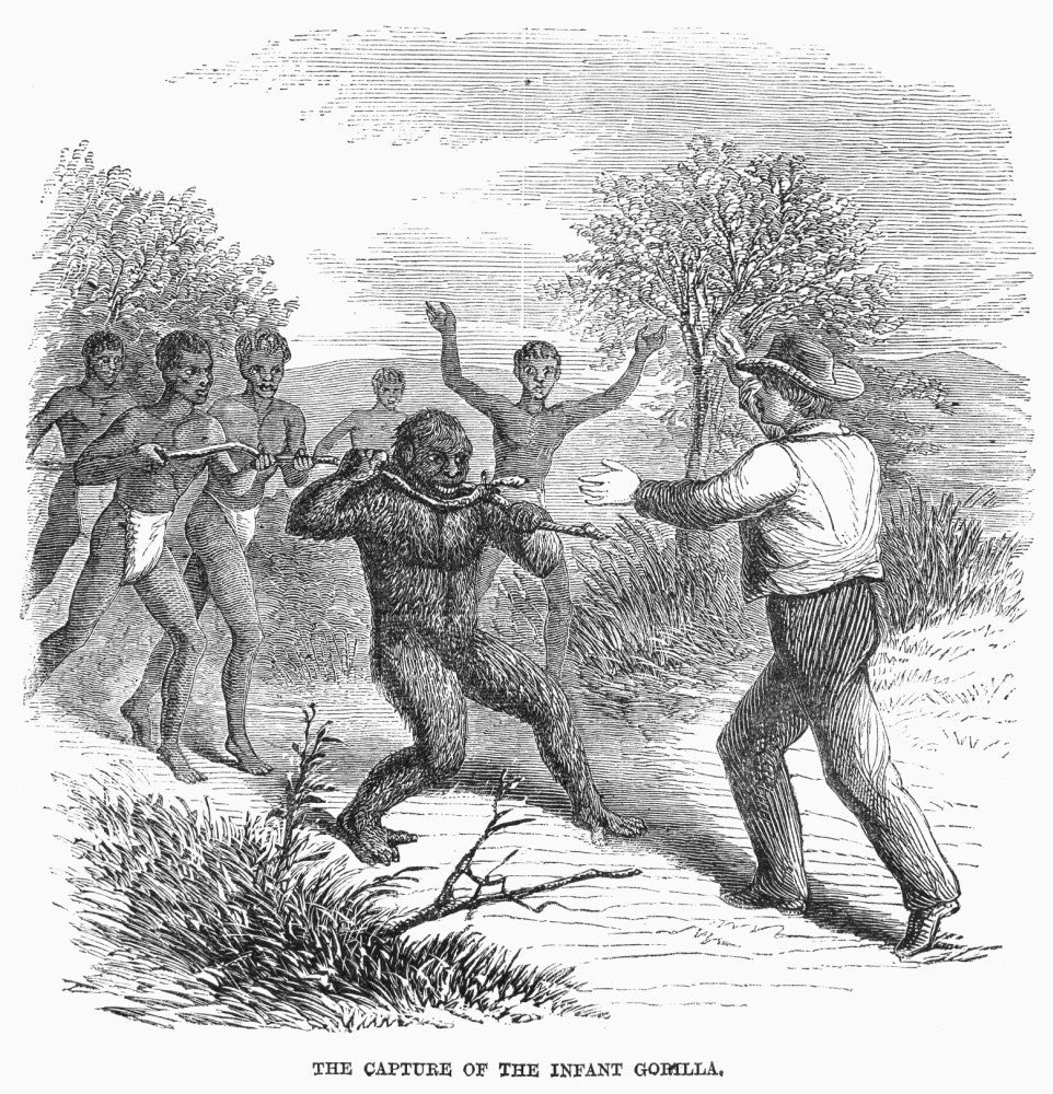 The Capture of an Infant Gorilla by Paul Du Chaillu - Fine Art Print