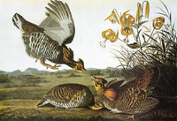 Audubon: Greater Prairie Chicken Fine Art Print - Engraving