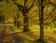 Maple Trees in Autumn Driveway - Fine Art Print by David Chapman