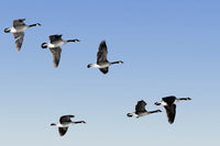 Canada Geese In Flight Fine Art Print - Algonquin Park, Ontario