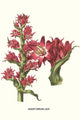 Giant Spear Lily Poster Print by Louis Benoit Van Houtte