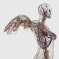 Medical Illustration of Female Chest Arteries and Veins Poster Print