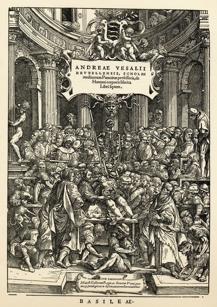 Anatomy Lesson Fine Art Print by Andreas Vesalius - 1543 Reproduction