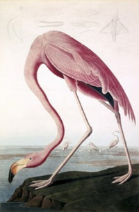 American Flamingo Lithograph Print by John James Audubon
