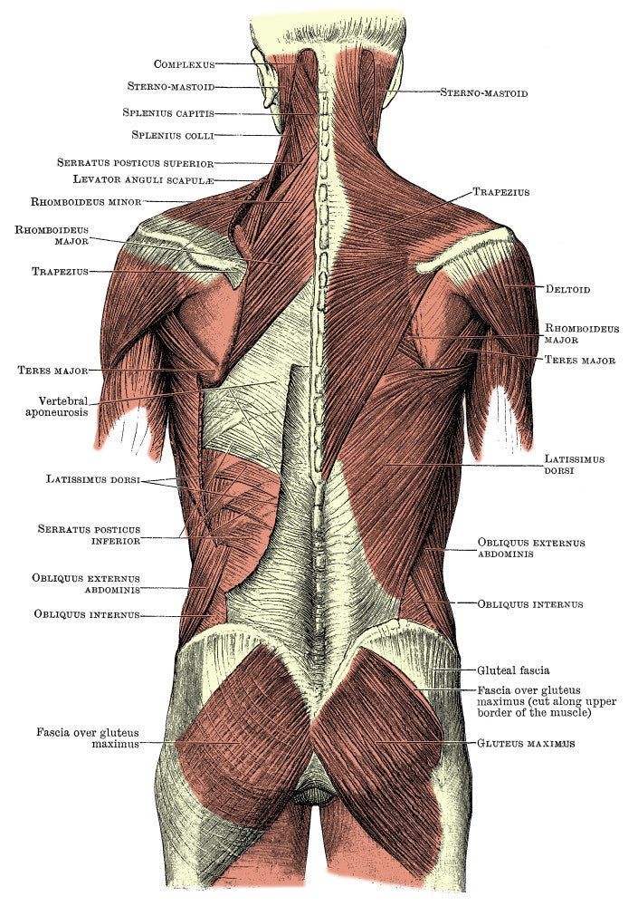 Back Muscles Fine Art Print by Science Source