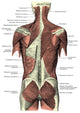 Back Muscles Fine Art Print by Science Source