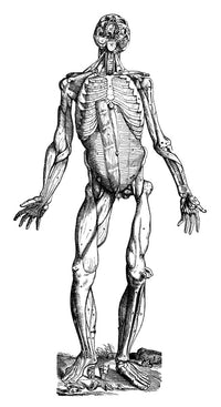 Vesalius Muscles Woodcut Fine Art Print from 1543 Epitome