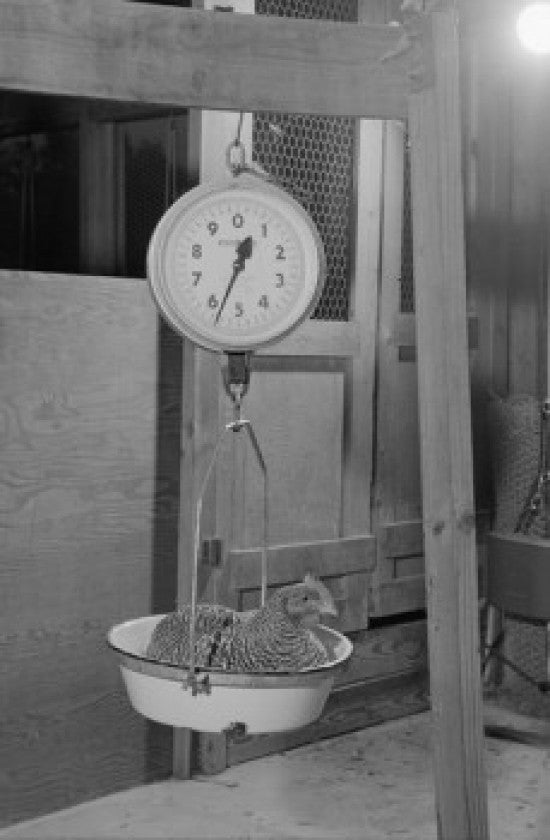 Chicken on Weight Scales Fine Art Print - Multiple Sizes Available