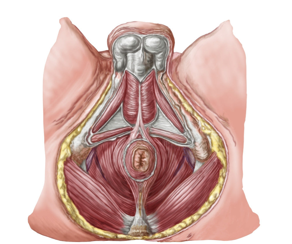 Pelvic Floor Anatomy Fine Art Print - Human Male