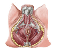 Pelvic Floor Anatomy Fine Art Print - Human Male
