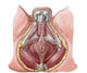 Pelvic Floor Anatomy Fine Art Print - Human Male