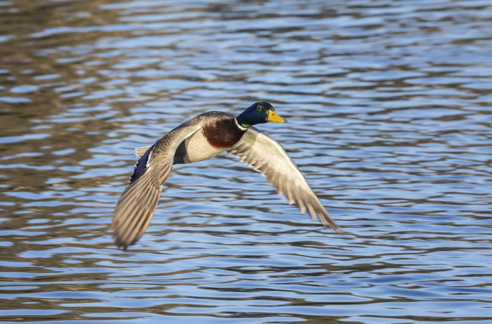 Duck Flying Over Water Fine Art Print by Vic Schendel