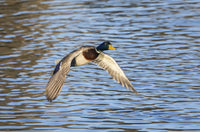 Duck Flying Over Water Fine Art Print by Vic Schendel