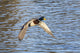 Duck Flying Over Water Fine Art Print by Vic Schendel
