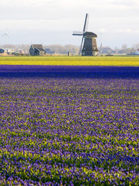 Tulip Fields with Traditional Dutch Windmill Fine Art Print by Terry Eggers