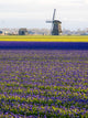 Tulip Fields with Traditional Dutch Windmill Fine Art Print by Terry Eggers
