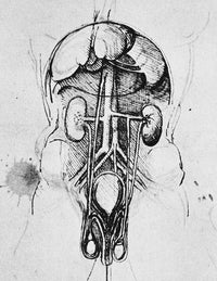 Leonardo da Vinci Kidney Study Fine Art Print - 1504-07
