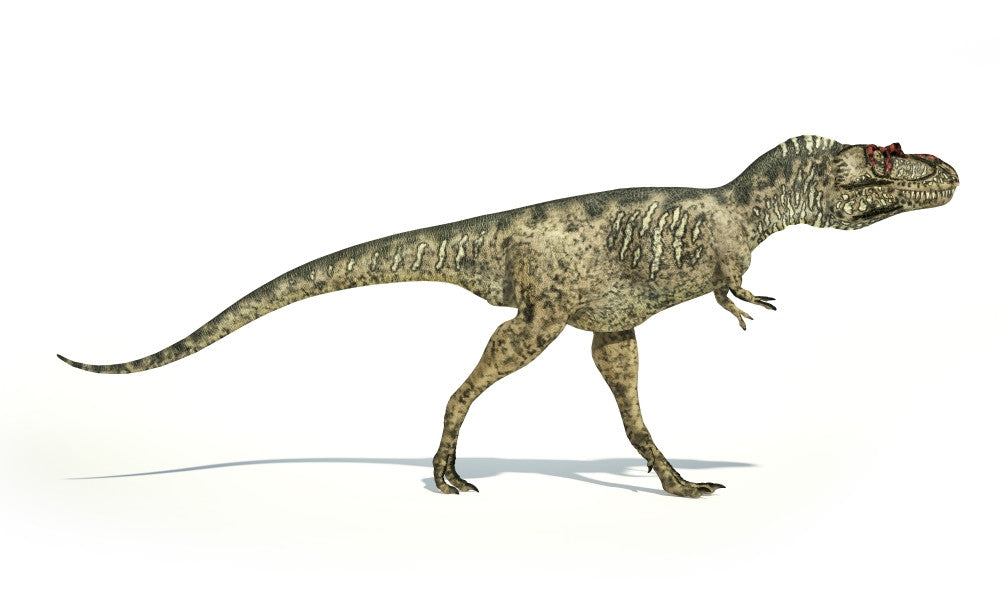 Albertosaurus Dinosaur Fine Art Print on White Background
