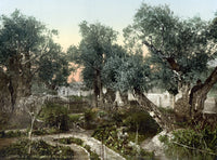 Garden of Gethsemane Photochrome Print - Olive Trees in East Jerusalem
