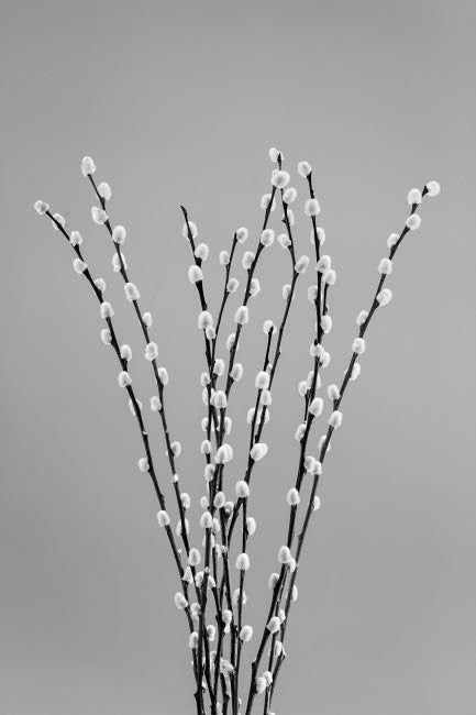 USA, Washington State Seabeck Black and White Pussy Willows Fine Art Print by Jaynes Gallery