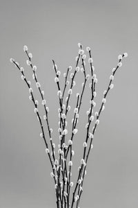 USA, Washington State Seabeck Black and White Pussy Willows Fine Art Print by Jaynes Gallery