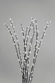 USA, Washington State Seabeck Black and White Pussy Willows Fine Art Print by Jaynes Gallery