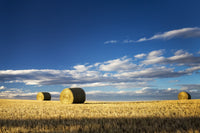 Hay Bales Under Dramatic Clouds - Alberta, Canada Fine Art Print by Michael Interisano