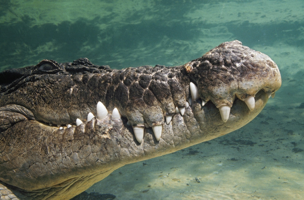 Close-Up of Saltwater Crocodile Underwater Fine Art Print