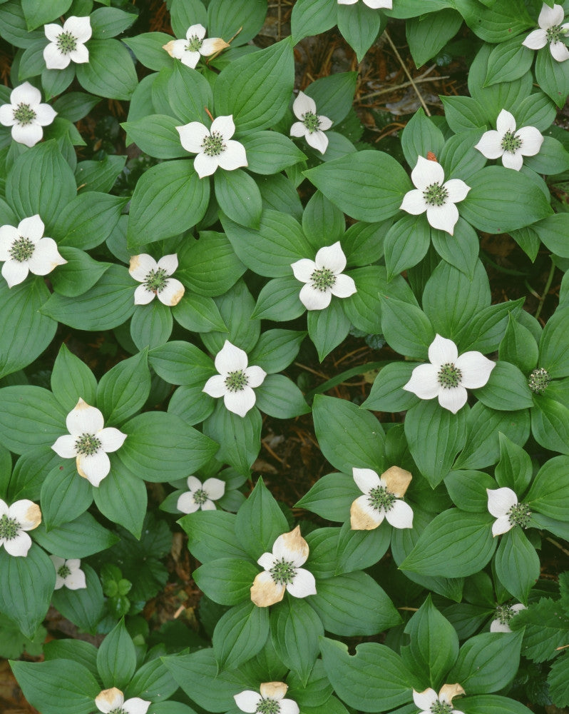 Bunchberry in Bloom Fine Art Print by John Barger - Oregon