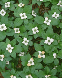 Bunchberry in Bloom Fine Art Print by John Barger - Oregon