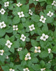 Bunchberry in Bloom Fine Art Print by John Barger - Oregon
