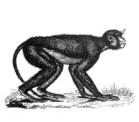 Mesopithecus Old World Monkey Fine Art Print by Science Source