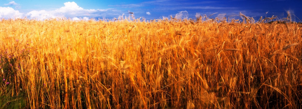 Wheat Crop Growing on Field Fine Art Print by Panoramic Images