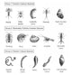 Macroinvertebrates Chart - Pollution Tolerance Fine Art Print by Spencer Sutton