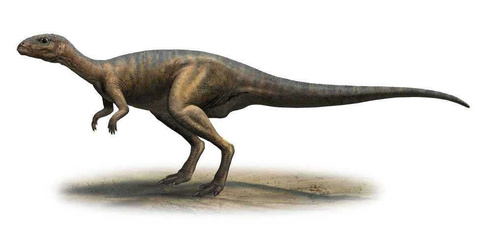 Dryosaurus altus Fine Art Print - Late Jurassic Dinosaur Poster