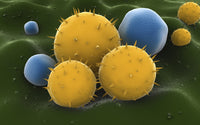Microscopic Visualization of Grass Pollen Grains Fine Art Print