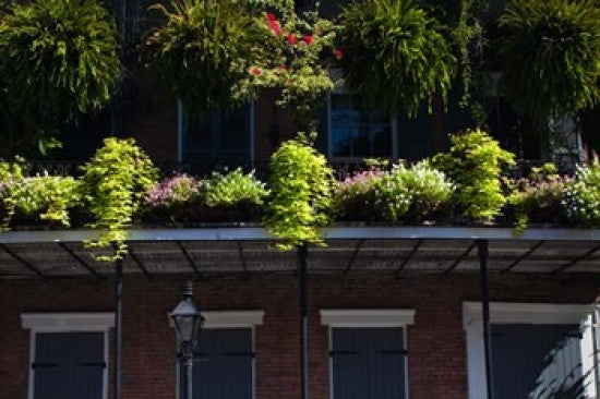 French Quarter New Orleans Louisiana Photo Print by Panoramic Images - 18x12