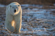 Polar Bear Walking in Sunset Fine Art Print by Robert Postma
