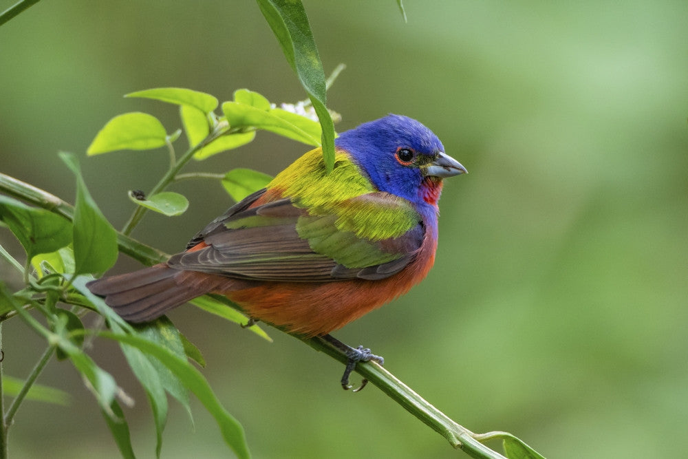 Painted Bunting Male Foraging Fine Art Print by Larry Ditto