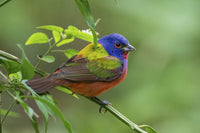 Painted Bunting Male Foraging Fine Art Print by Larry Ditto