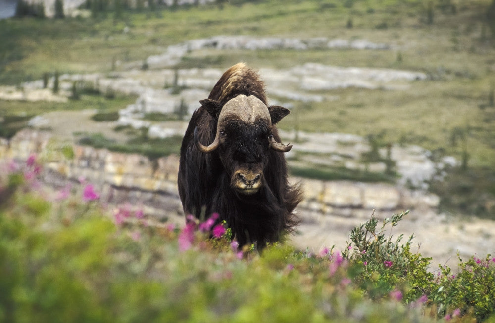 Muskox in Fireweed Fine Art Print by Tom Soucek