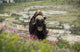 Muskox in Fireweed Fine Art Print by Tom Soucek